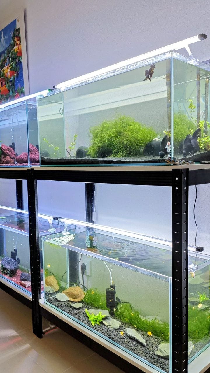 Acuarios plantados de agua dulce con musgo, un carassius negro y gambas amarillas