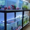 Estantería con cuatro acuarios de gambas plantados con roca volcánica roja y negra