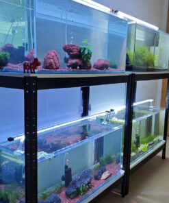 Estantería con cuatro acuarios de gambas plantados con roca volcánica roja y negra
