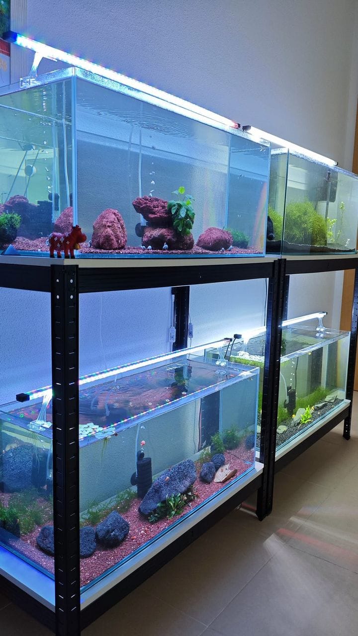 Estantería con cuatro acuarios de gambas plantados con roca volcánica roja y negra