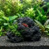 Roca de lava negra porosa de 8-15 cm con musgo de Java atado en un acuario de gambas