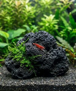 Roca de lava negra porosa de 8-15 cm con musgo de Java atado en un acuario de gambas