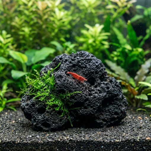 Roca de lava negra porosa de 8-15 cm con musgo de Java atado en un acuario de gambas
