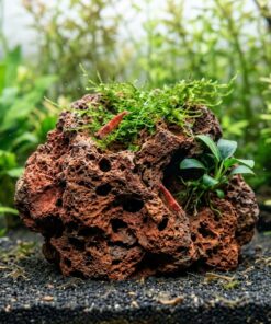Roca de lava roja porosa de 8-15 cm con musgo de Java y anubias en un acuario de gambas