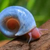 Caracoles Planorbis azules sobre cristal de acuario plantado