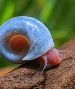 Caracoles Planorbis azules sobre cristal de acuario plantado