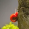 Caracol Planorbis rojo