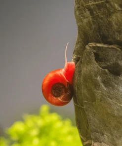 Caracol Planorbis rojo