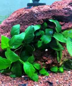 Anubias nana creciendo bajo una roca de lava roja en un acuario con grava roja