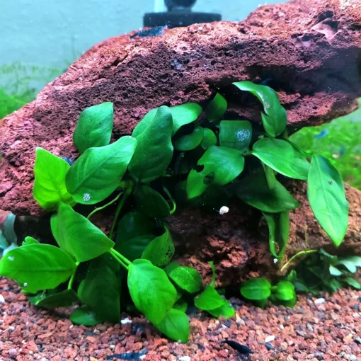 Anubias nana creciendo bajo una roca de lava roja en un acuario con grava roja