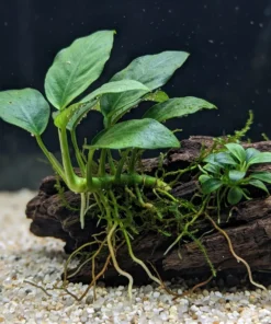Anubias nana con el rizoma y las raíces agarradas a un tronco, con musgo de Java y una planta joven al lado