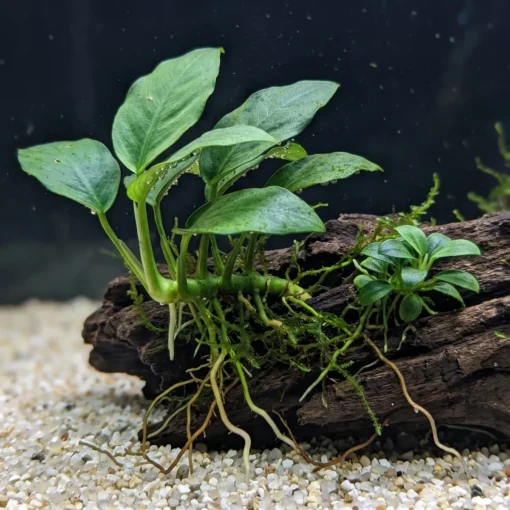 Anubias nana con el rizoma y las raíces agarradas a un tronco, con musgo de Java y una planta joven al lado