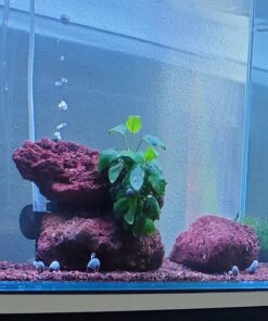 Anubias nana (Anubias barteri var. nana) sobre roca de lava roja en un acuario con caracoles
