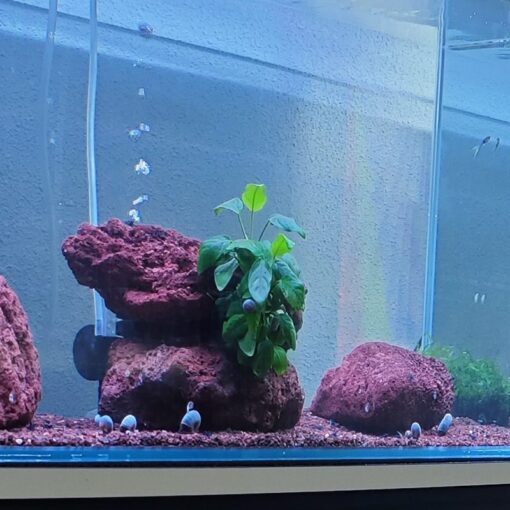 Anubias nana (Anubias barteri var. nana) sobre roca de lava roja en un acuario con caracoles
