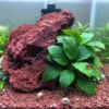 Anubias nana junto a una roca de lava roja con una gamba red cherry sobre una hoja y caracoles en la grava