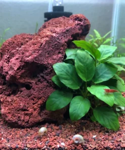 Anubias nana junto a una roca de lava roja con una gamba red cherry sobre una hoja y caracoles en la grava