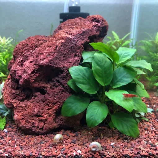 Anubias nana junto a una roca de lava roja con una gamba red cherry sobre una hoja y caracoles en la grava