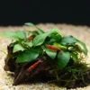 Anubias nana sobre tronco con musgo de Java y gambas red cherry en un acuario plantado