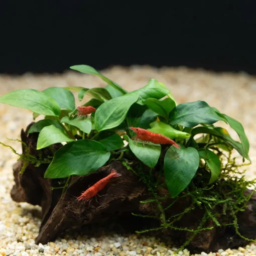 Anubias nana sobre tronco con musgo de Java y gambas red cherry en un acuario plantado