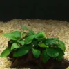 Anubias nana (Anubias barteri var. nana) sobre un tronco de madera en un acuario con grava clara