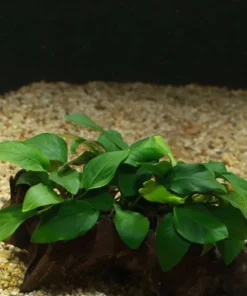 Anubias nana (Anubias barteri var. nana) sobre un tronco de madera en un acuario con grava clara