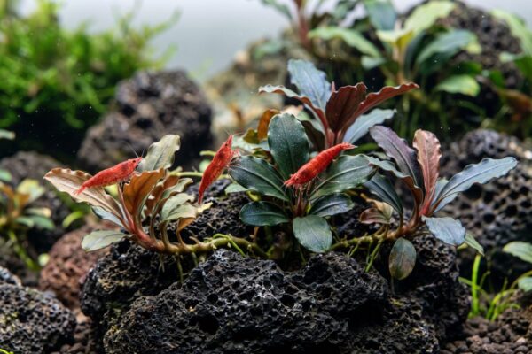 Matas de Bucephalandra verdes, bronce y azuladas sobre roca de lava negra con gambas red cherry en las hojas