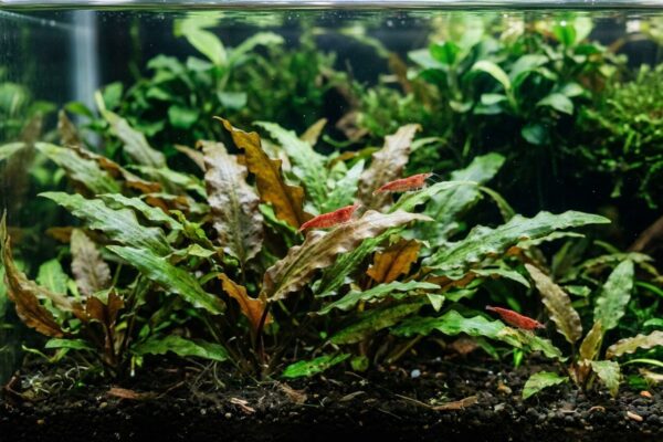 Cryptocoryne wendtii de hojas onduladas verdes y marrón rojizo con gambas red cherry entre las hojas en un acuario plantado
