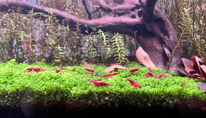 Colonia de gambas Red Cherry sobre tapiz de plantas en un acuario plantado