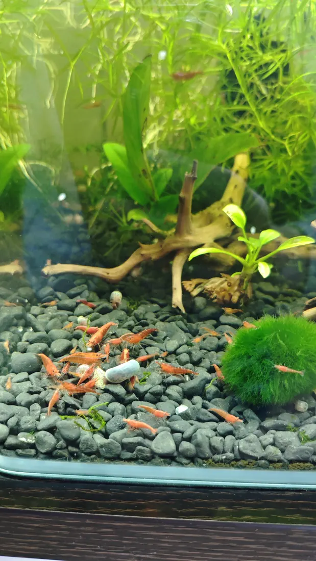 Nano acuario del criadero con varias gambas rojo anaranjadas sobre grava oscura, entre musgo marimo y plantas