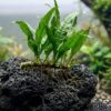 Helecho de Java (Microsorum pteropus) atado a una roca de lava negra con el rizoma al aire