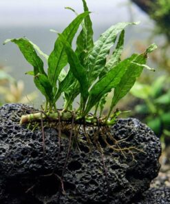 Helecho de Java (Microsorum pteropus) atado a una roca de lava negra con el rizoma al aire