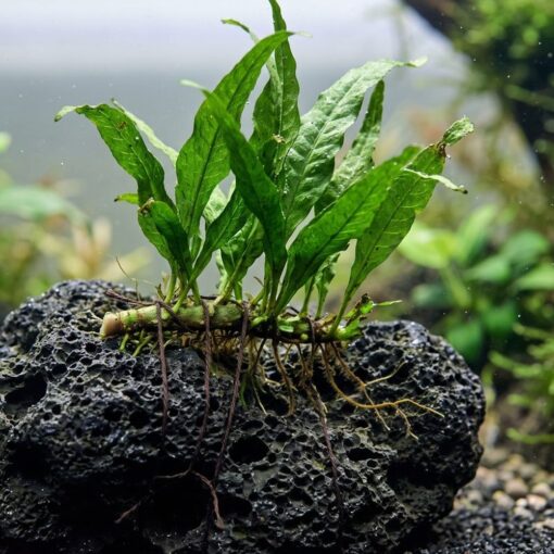 Helecho de Java (Microsorum pteropus) atado a una roca de lava negra con el rizoma al aire