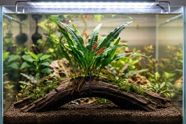 Helecho de java atado a un tronco de madera con musgo de java en un acuario plantado, con gambas red cherry sobre las hojas