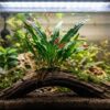 Helecho de Java sobre un tronco con gambas red cherry en un acuario plantado