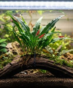 Helecho de Java sobre un tronco con gambas red cherry en un acuario plantado