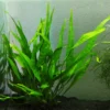 Helecho de Java (Microsorum pteropus) con hojas largas y lanceoladas creciendo sobre arena negra en un acuario