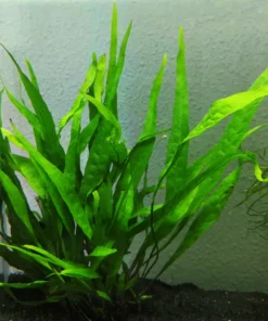 Helecho de Java (Microsorum pteropus) con hojas largas y lanceoladas creciendo sobre arena negra en un acuario