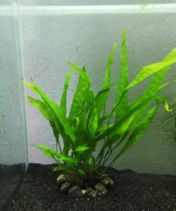 Mata de helecho de Java con hojas largas y lanceoladas sobre arena negra en un acuario, con piedrecitas en la base