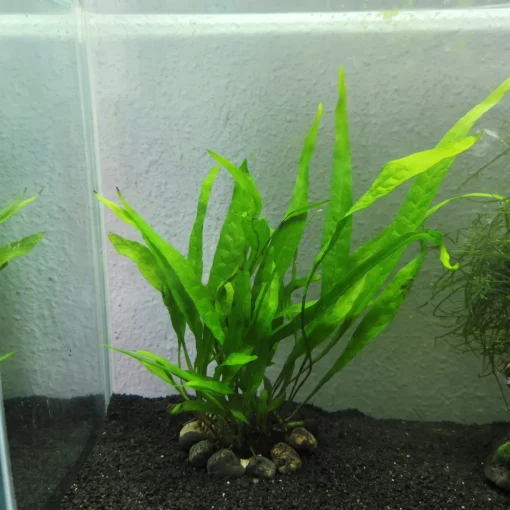 Mata de helecho de Java con hojas largas y lanceoladas sobre arena negra en un acuario, con piedrecitas en la base