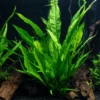 Helecho de Java grande y desarrollado entre troncos en un acuario plantado