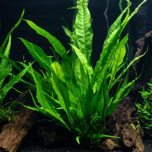 Helecho de Java grande y desarrollado entre troncos en un acuario plantado