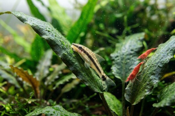 Otocinclus pegado con la ventosa a una hoja raspando algas, con dos gambas red cherry en la hoja de al lado