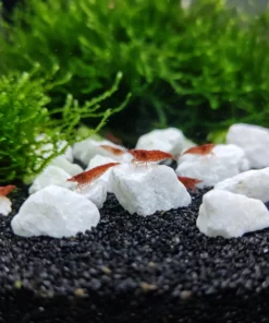 Piedras minerales blancas en un acuario con gambas Red Cherry y musgo